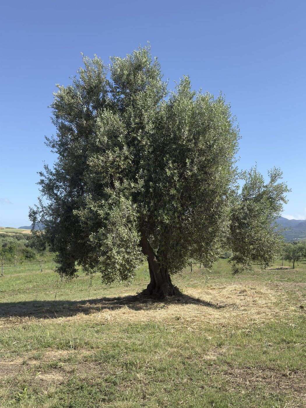 Olivo secolare negli oliveti Belfiori a Monte Romano