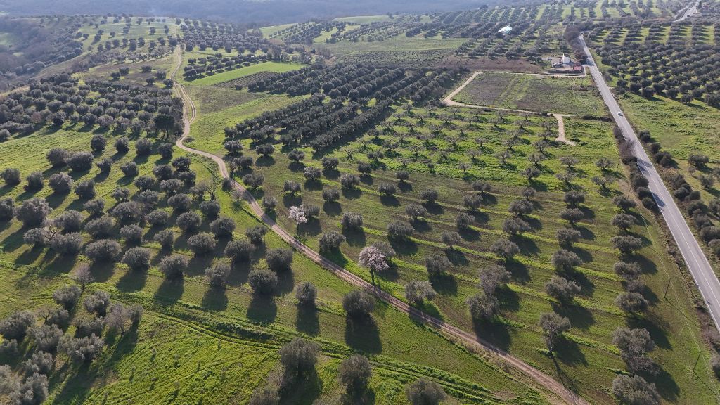I nostri oliveti a Monte Romano