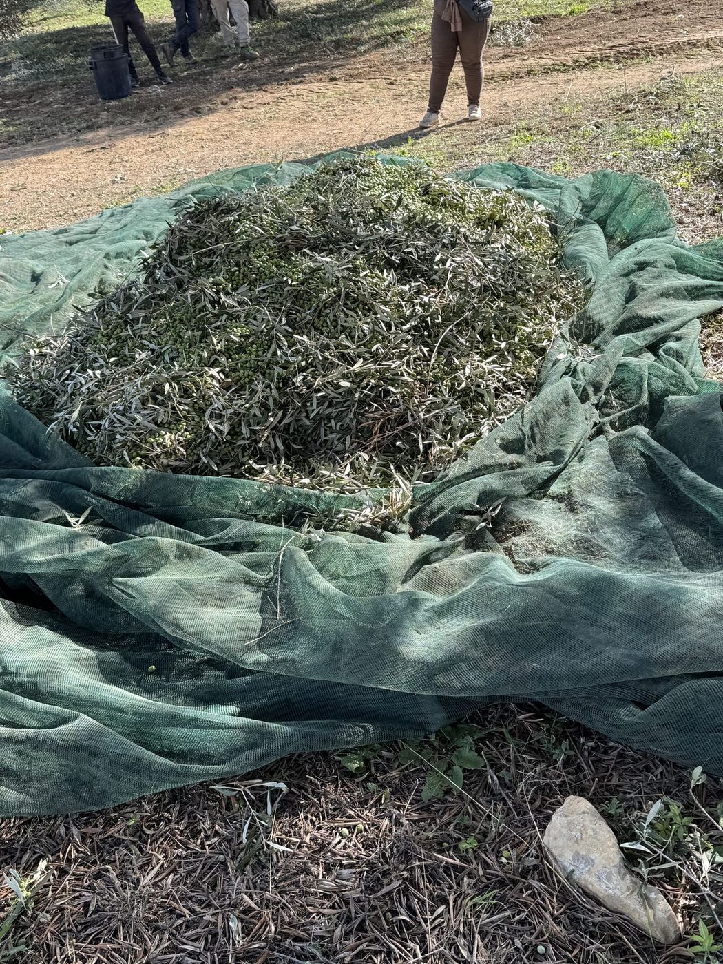 Raccolta delle olive sul telo negli oliveti Belfiori